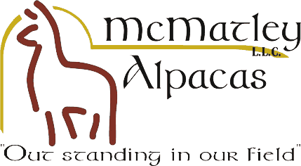 McMatley L.L.C. Alpacas is located in the middle of hunt country in Northern Virginia, just minutes from the West Virginia and Maryland borders, and one hour from Washington DC.  We offer alpaca sales, yarn sales, alpaca stud services, and specialize in alpaca packages for the new breeder. Our peaceful farm is home to a growing number of SURI and HUACAYA alpacas.  The ancestry of our animals can be traced to Peru, Bolivia, and Chile.  We breed for a variety of colors and bloodlines, Our 'hands-on' approach to raising alpacas is evident by their gentleness.  Contact us for stories about raising these fascinating animals, for sales information, or breeding services.